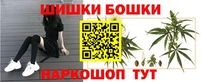 шишки Гай
